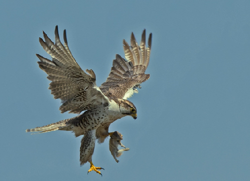 辽宁省国家重点保护鸟类图谱(五)鹰类和隼类