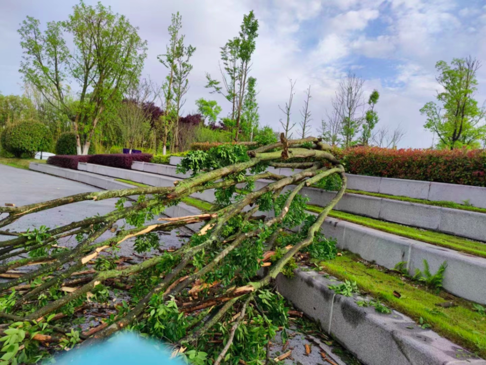 狂風暴雨大樹被連根拔起昨晚不少遂寧人在夢中被驚醒