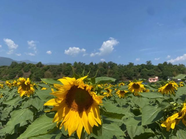 乡村旅游 德昌这片金色花海刷爆朋友圈 乡村旅游 德昌 向日葵 古镇