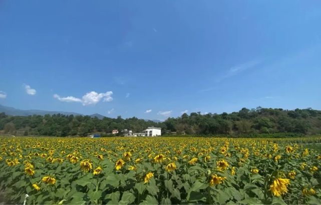 乡村旅游 德昌这片金色花海刷爆朋友圈 乡村旅游 德昌 向日葵 古镇