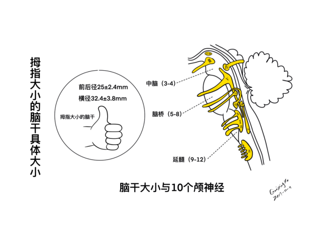 脑干大小与 10 个颅神经拇指大小的脑干本期手绘主题为「脑干与颅神经