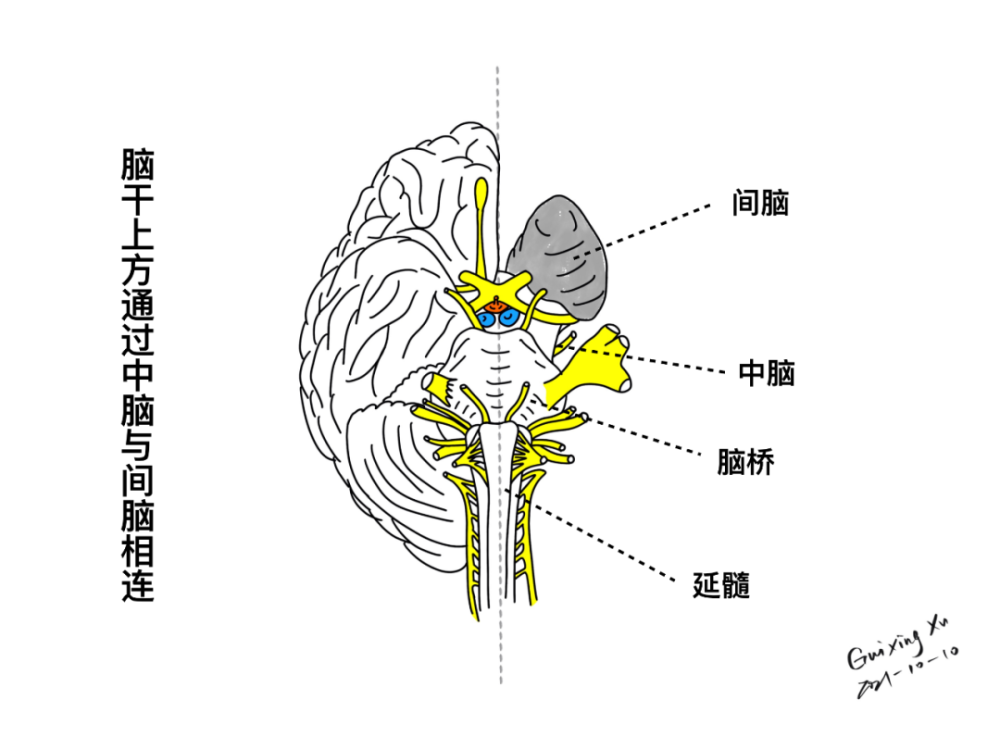 10 个颅神经拇指大小的脑干本期手绘主题为「脑干与颅神经的解剖与