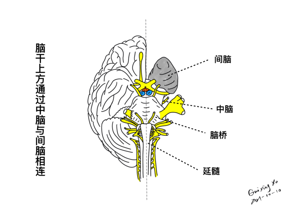 本篇主要内容为脑干在脑中的位置,脑干的大小,脑干相邻解剖位置的关系