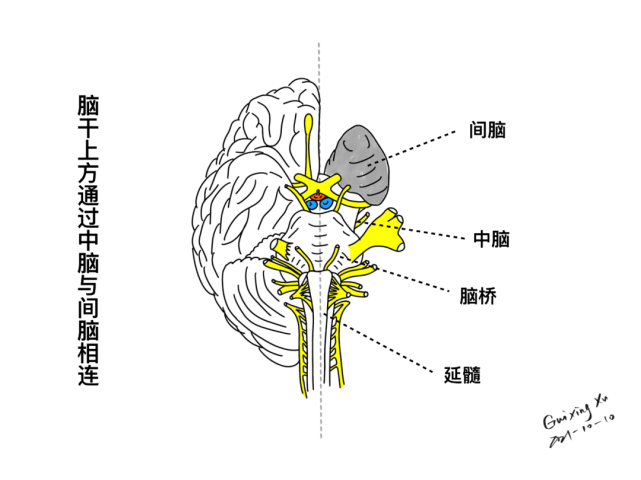 腦幹上方通過中腦與間腦相連腦幹大小與 10 個顱神經拇指大小的腦幹本