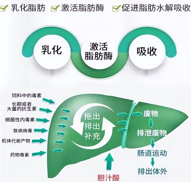 膽汁酸,作為消化液可以促進能量物質的乳化,消化和吸收,提高飼料利用