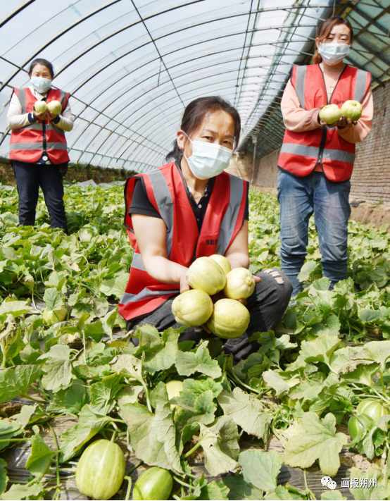 朔州巴盟香瓜首茬瓜开园上市