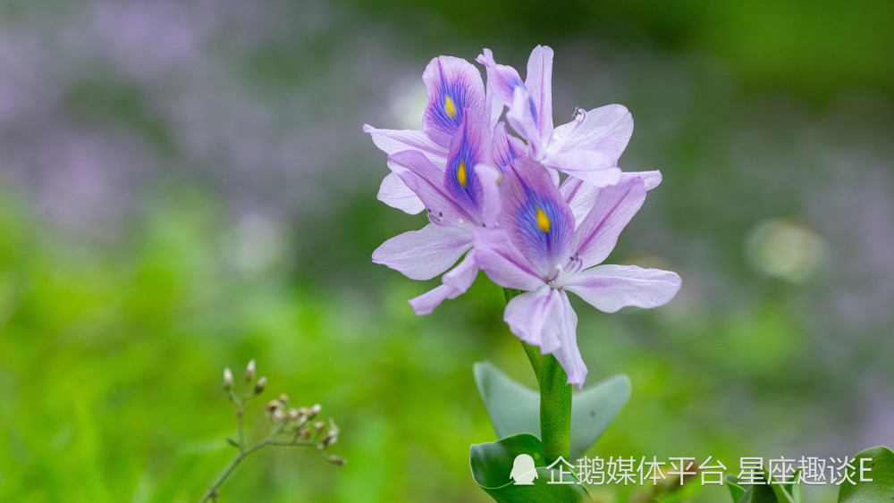 5月1日 31日爱情运势 痴心守候 荣获挚爱的四大星座 腾讯新闻