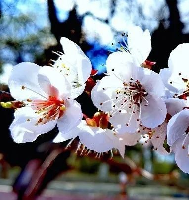 院的天空澄澈,蔚藍至極看風暖花香等你來最喜人間四月天—— 鮑照