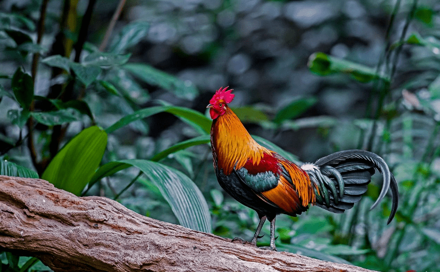 世界上没人敢吃的鸡吃一口或坐10年牢它到底有啥特殊