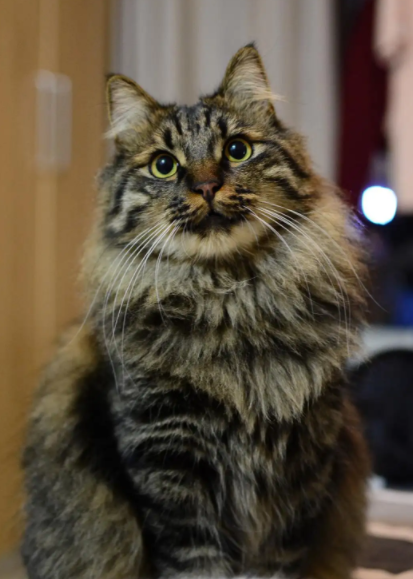 长毛虎斑猫是不是品种猫 它一点也神秘 其实是这个品种的猫咪 腾讯新闻