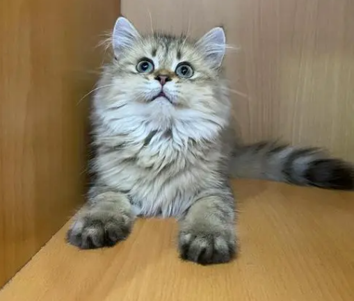 长毛虎斑猫是不是品种猫 它一点也神秘 其实是这个品种的猫咪 腾讯新闻