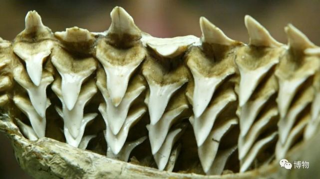 有多少人被吓出过心理阴影|鲨鱼|鲸鲨|大白鲨|巨齿鲨