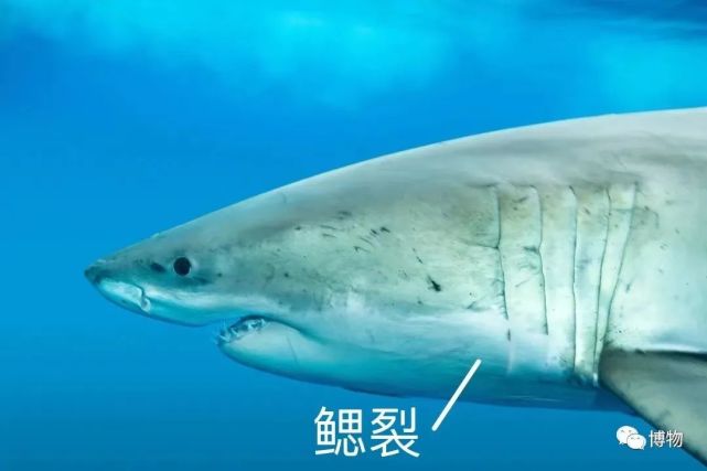 鲨鱼真的能闻到几公里外的一滴血吗?