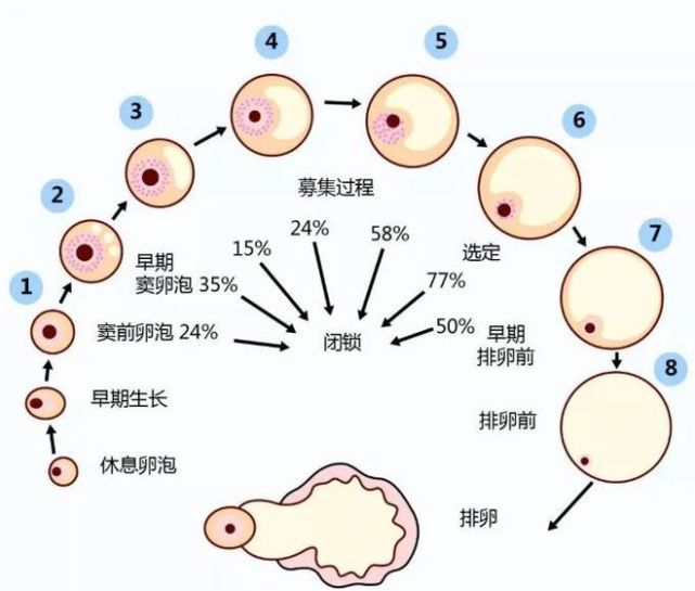 性激素六項影響生育該如何調節