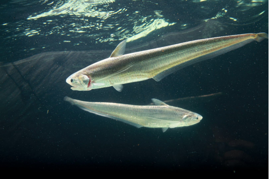 工厂化培育的洄游环境,建立长江刀鲚的仿江海洄游生态养殖技术模式