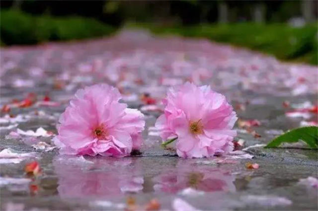 辛弃疾晚春风雨落花两首:中心怅而,似风雨,落花知