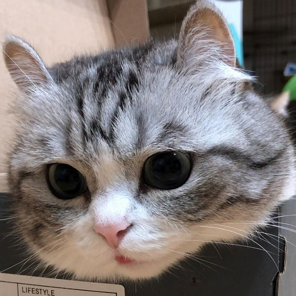 微信头像超萌可爱小猫咪