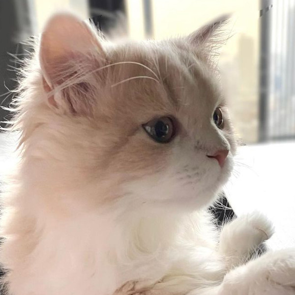 微信头像超萌可爱小猫咪