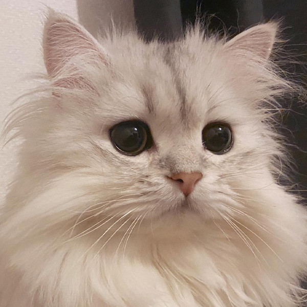 微信头像超萌可爱小猫咪