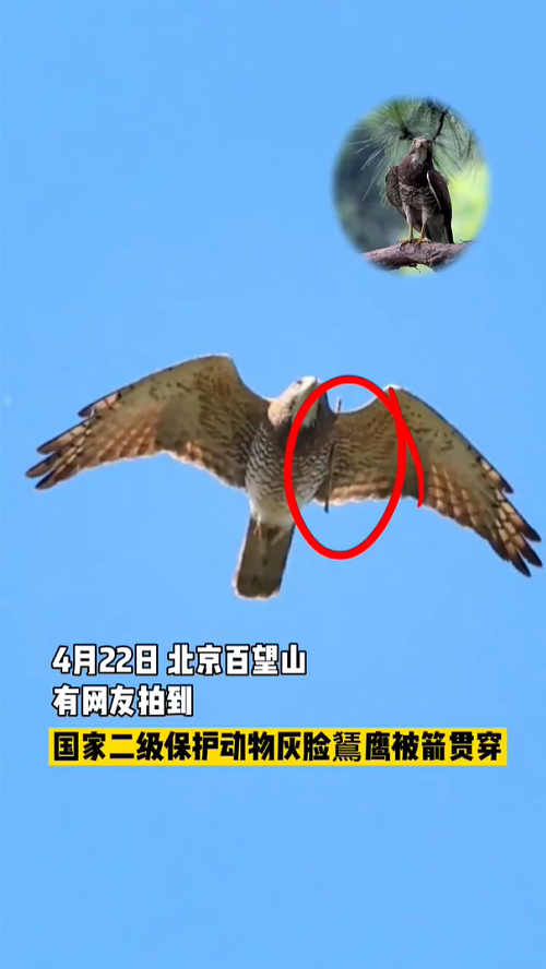 老鹰被箭射中的图片图片