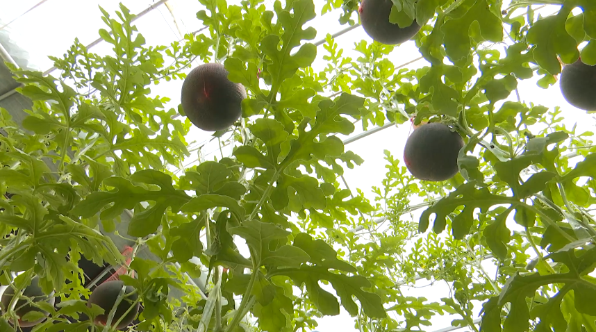 奋进新征程建功新时代抢鲜上市麦盖提县黑珍珠西瓜熟啦