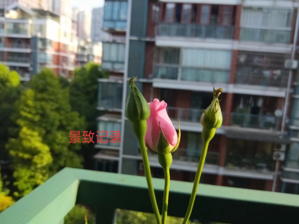 景致记录 赏花不贵 打造好自家阳台 不出家门 一样有花可赏 腾讯新闻