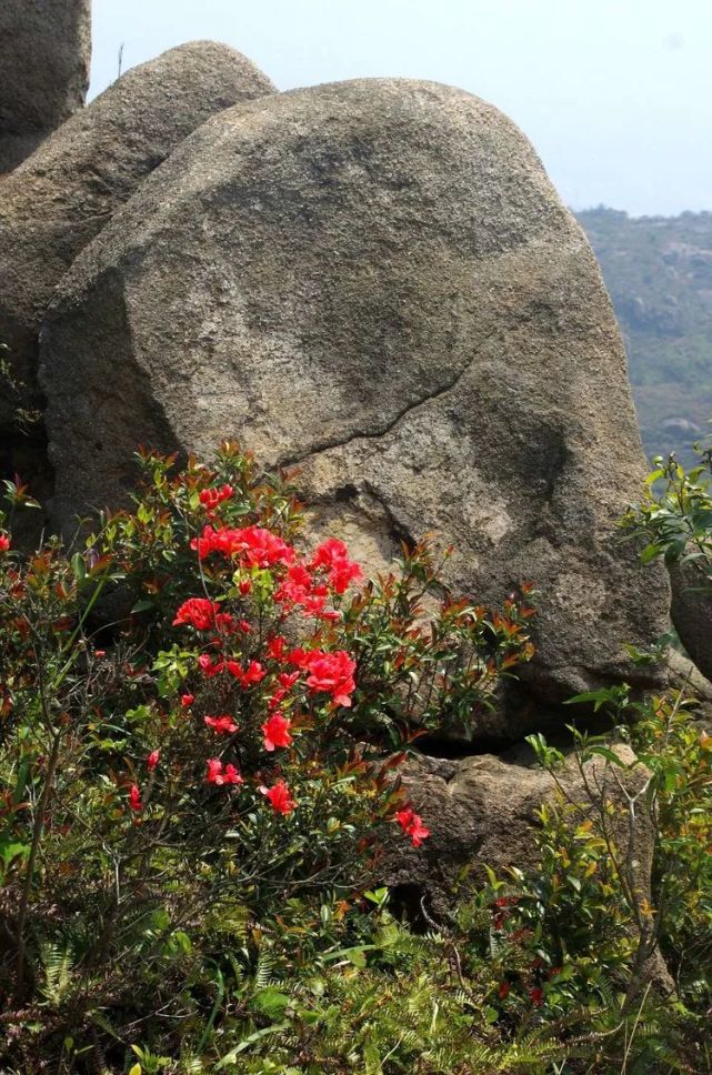 大羅山杜鵑花之約(龍脊,海豚灘,峰臺水庫,山門坑水庫)