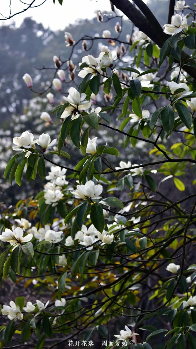 深山含笑花期过了又咋滴我还活着呢