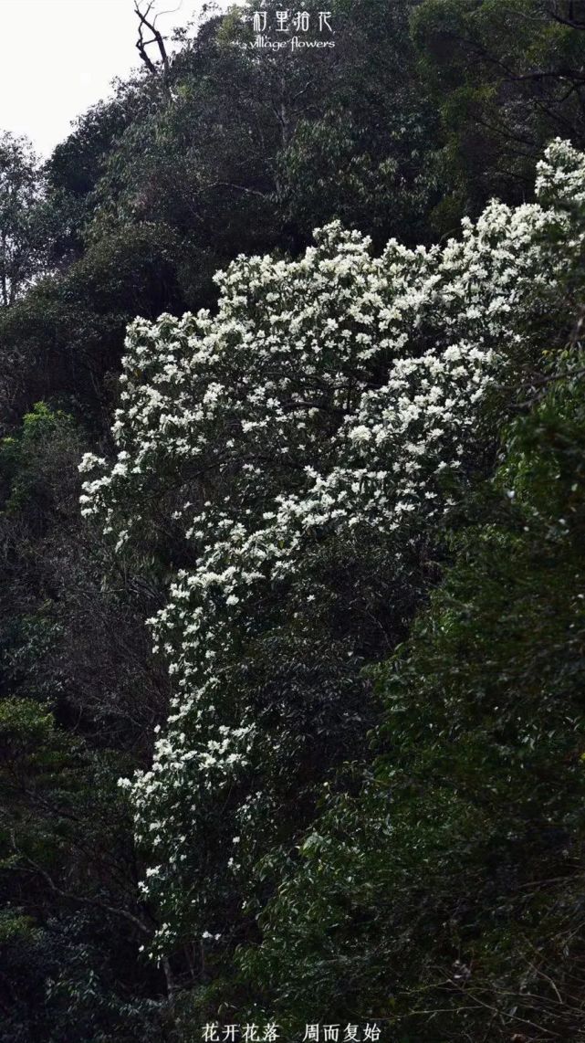 "深山含笑"花期过了又咋滴?我还活着呢!