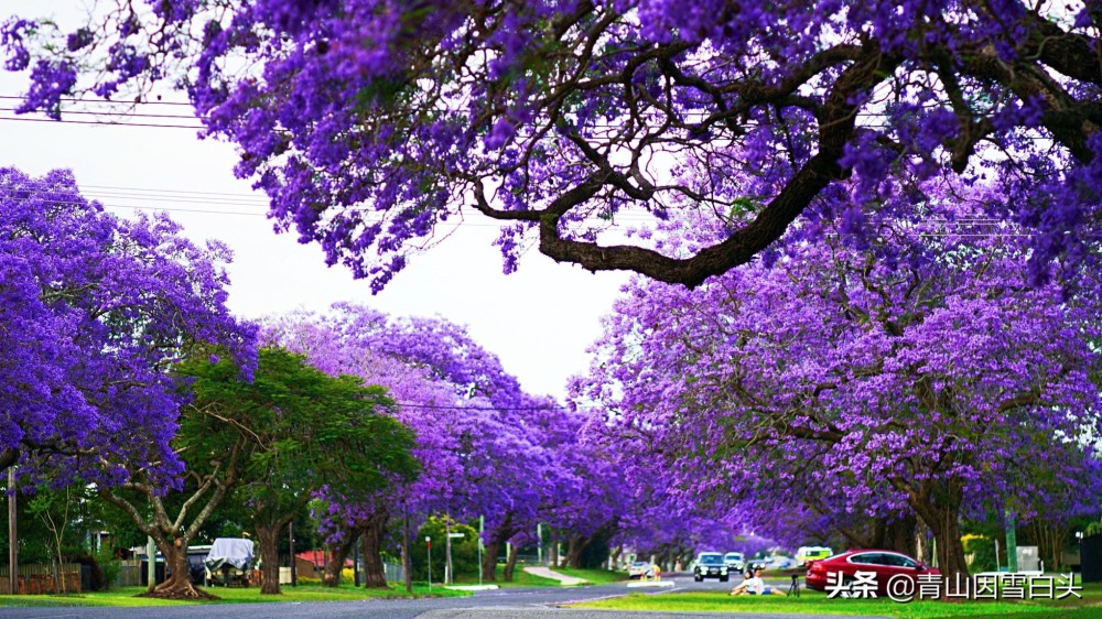 世界四大 观花行道树 一棵树要6万多 上海迪士尼采购近百棵 腾讯新闻