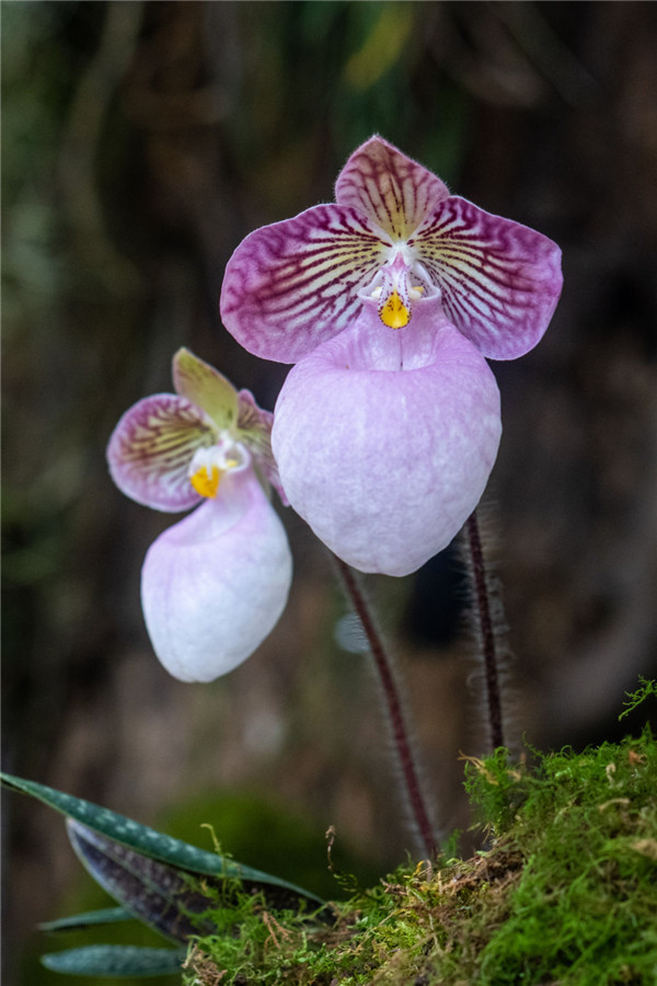 4月26日在昆明植物园"扶荔宫"兰花馆拍摄的硬叶兜兰.