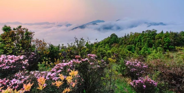 高州古丁天花顶杜鹃花盛开