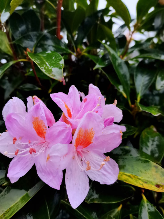 霧裡看花如臨仙境高州古丁天花頂杜鵑花盛開