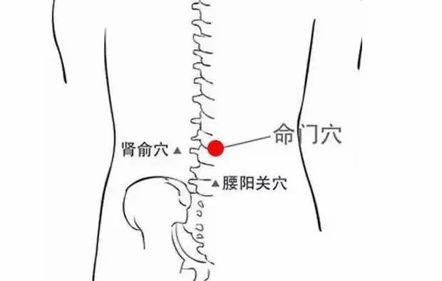 命門穴保護生命促進生生不息的穴位