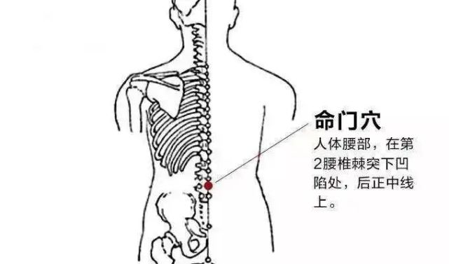 命門穴保護生命促進生生不息的穴位