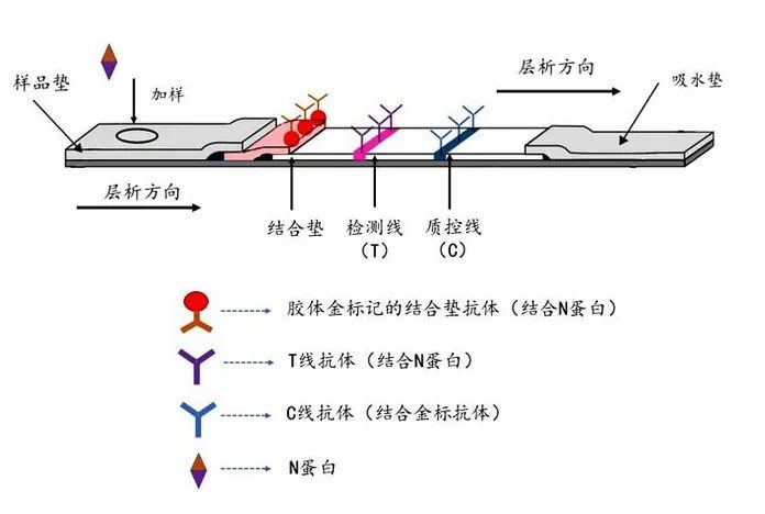 抗原自测试剂盒应用的是"胶体金免疫层析法",即新冠病毒表面的蛋白质