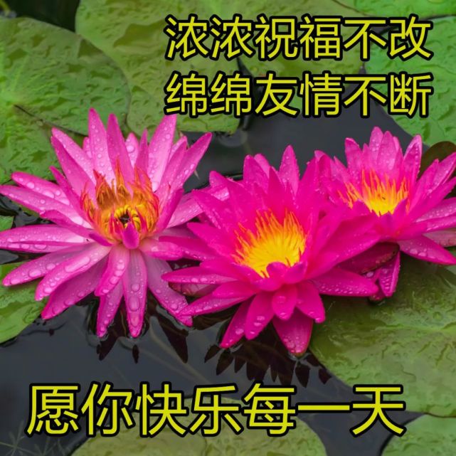 最好看的早安问候图片合集 日常暖心早上好祝福表情包