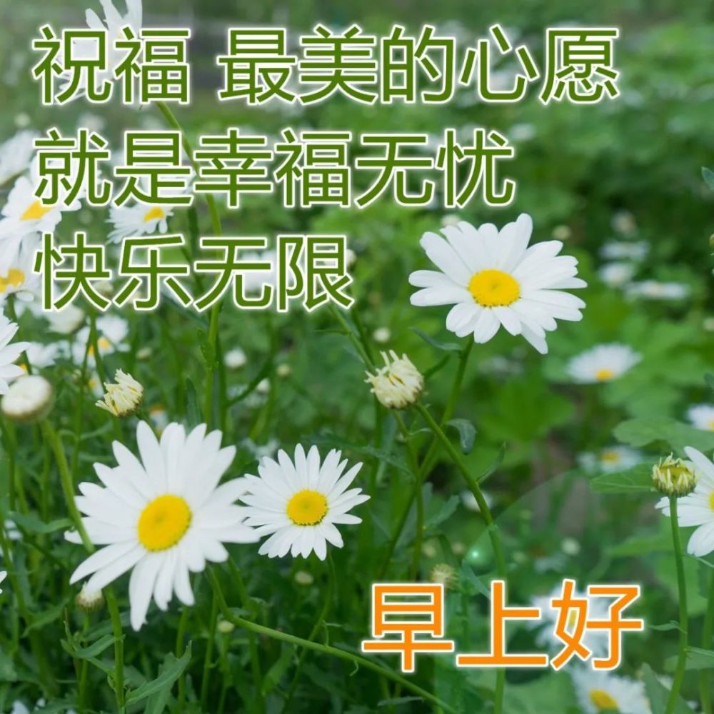 向大家问候早上好祝福图片合集最温馨的早安问候美图