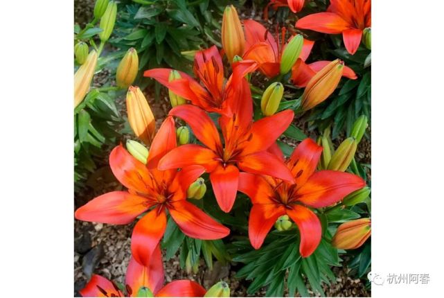 杭州人看杭州5 花朝绿堤 杭州 花卉 杜鹃花 海棠 琼花 花神