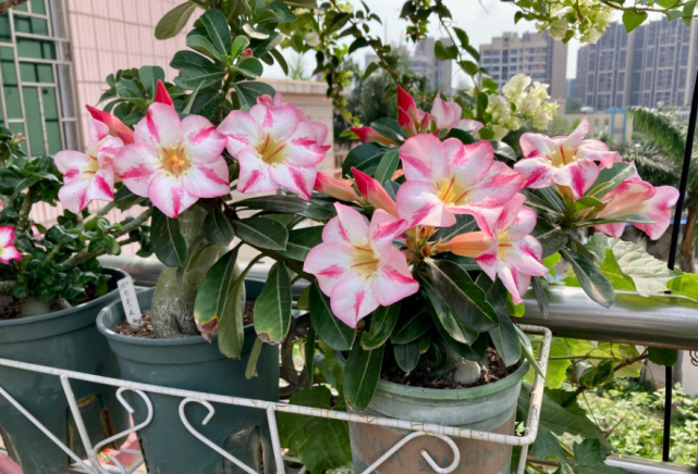 养沙漠玫瑰想"爆花",记住"四不要",开花变得很简单