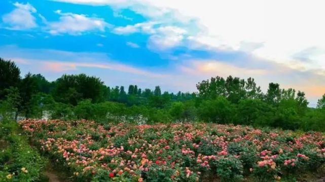 汉中规!模!超!大的一家玫瑰庄园,盛大开业!