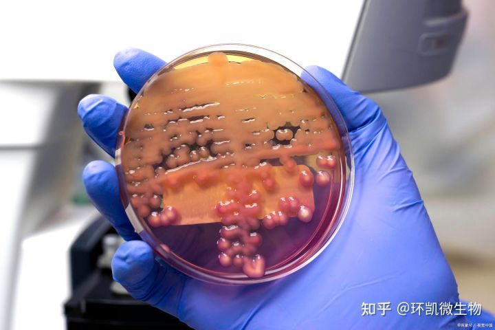 超有用食品微生物檢測操作常見問題及解決辦法