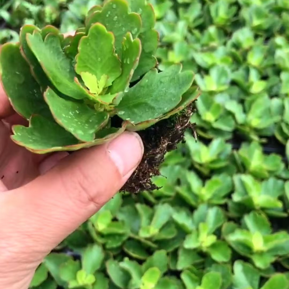 长寿花小苗夏天如何浇水,长势才能速度翻倍,根系壮枝条旺盛!_腾讯新闻