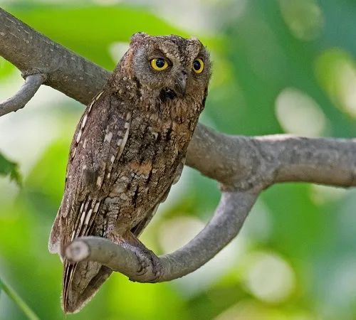 遼寧省國家重點保護鳥類圖譜六鴞類