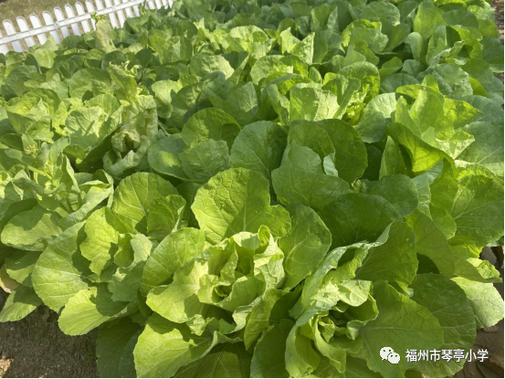 以劳动之名,"章"显新风采——福州市琴亭小学少先队开展红领巾奖章"