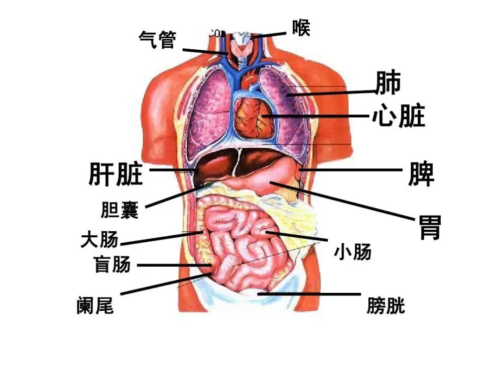 冷知識人體器官最喜歡的食物記得收藏