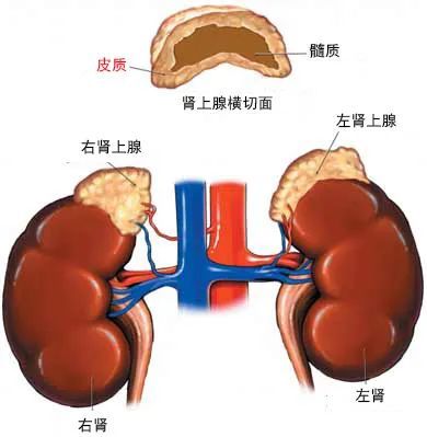 右肾上腺位置图片