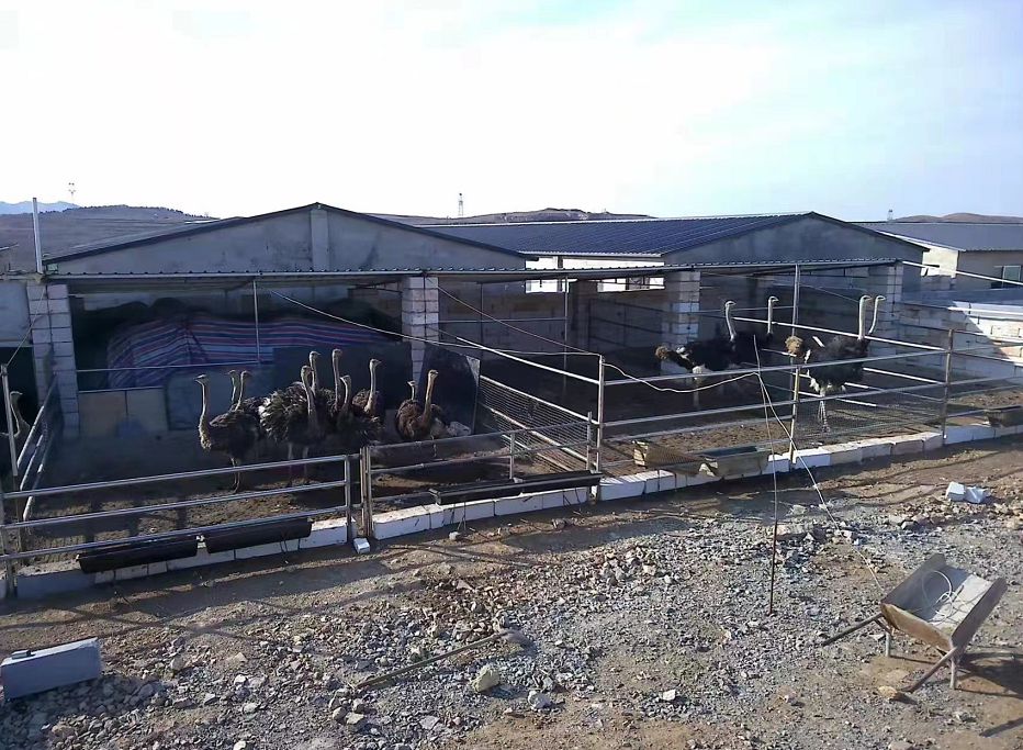 济南章丘小伙从银行辞职回村养鸵鸟从五六只到百余只收入也将翻番