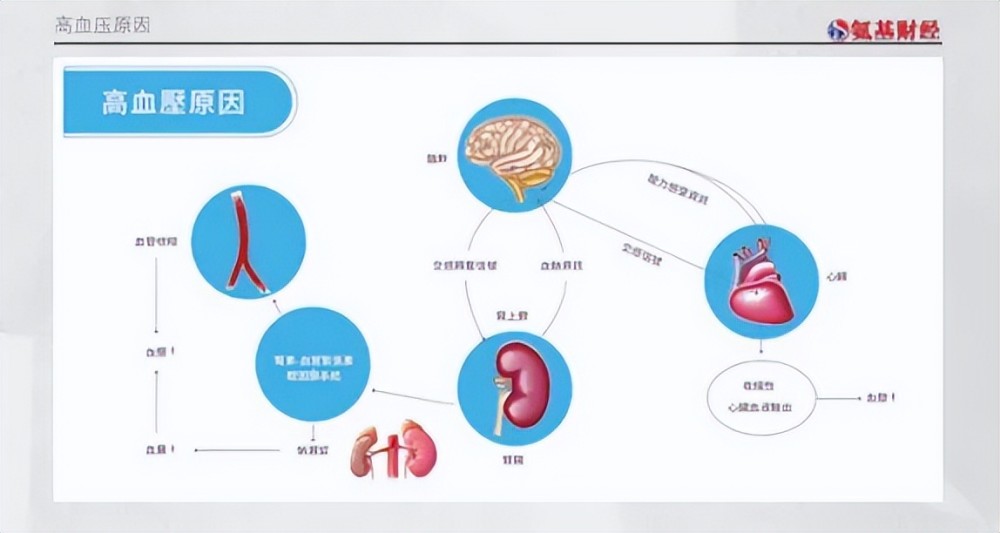 理論上,腎神經被阻斷之後,可以使腎神經去神經支配,令交感神經系統