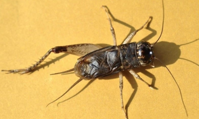 蟋蟀鉴赏:6上青披袍